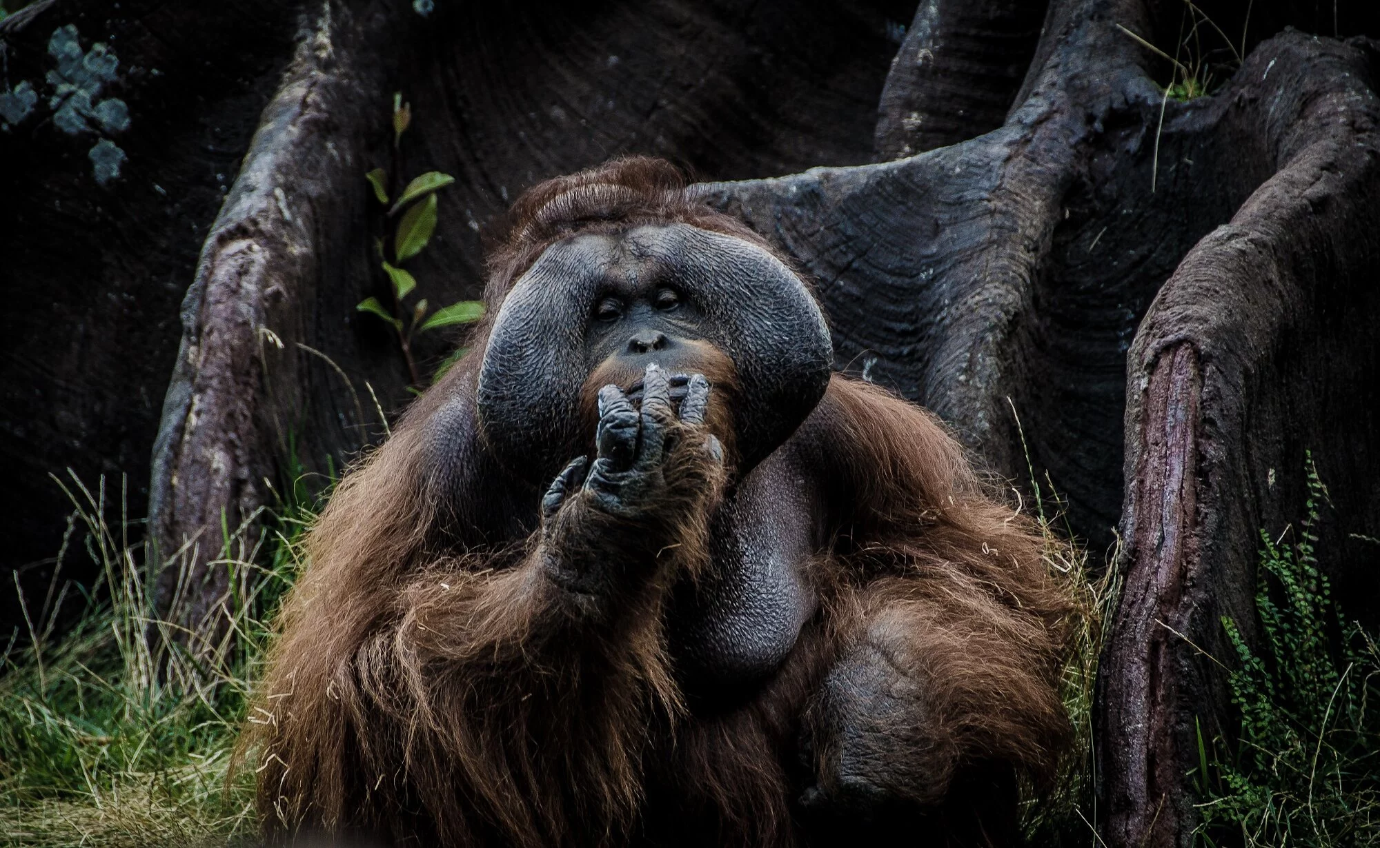 Abenteuerliches Sumatra