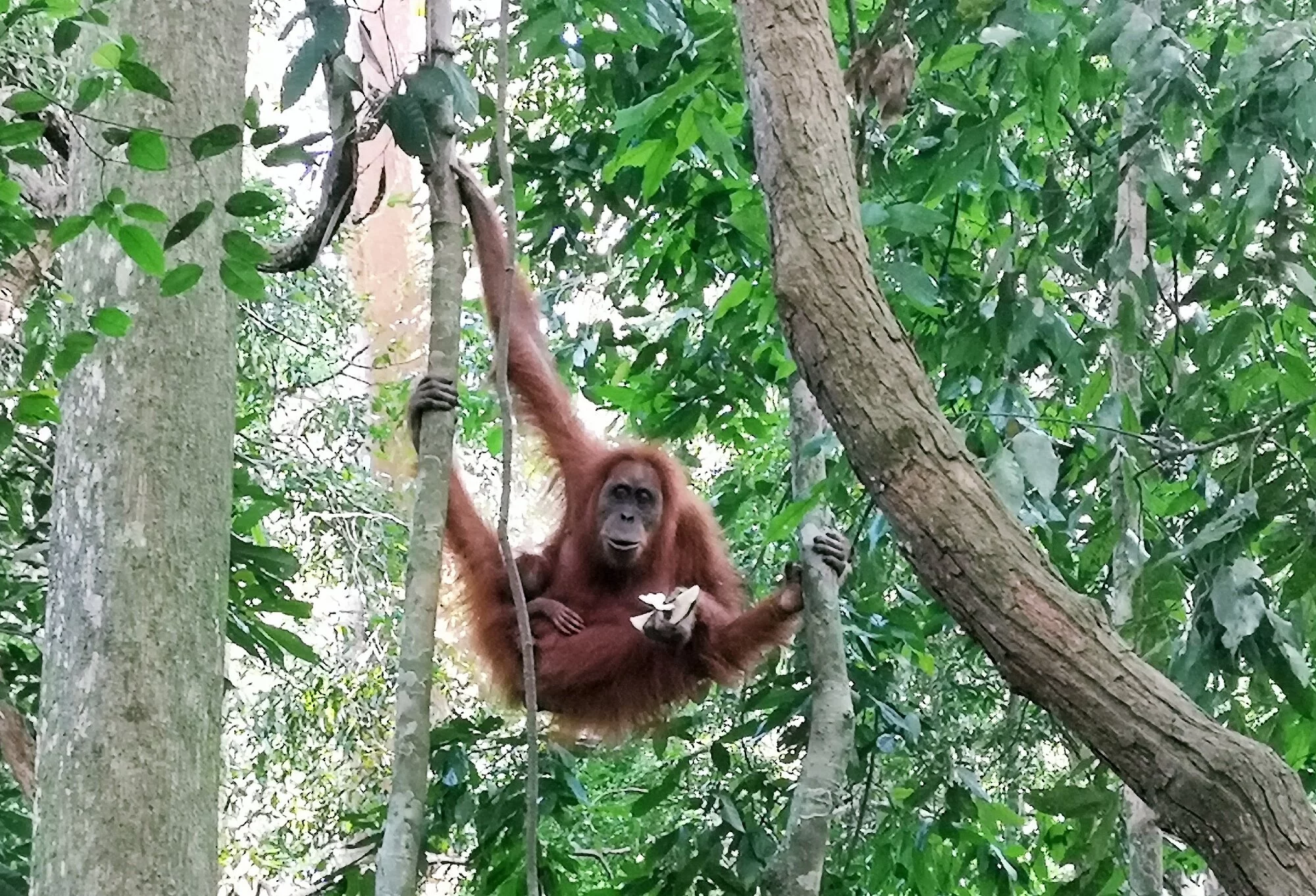 Abenteuerliches Sumatra