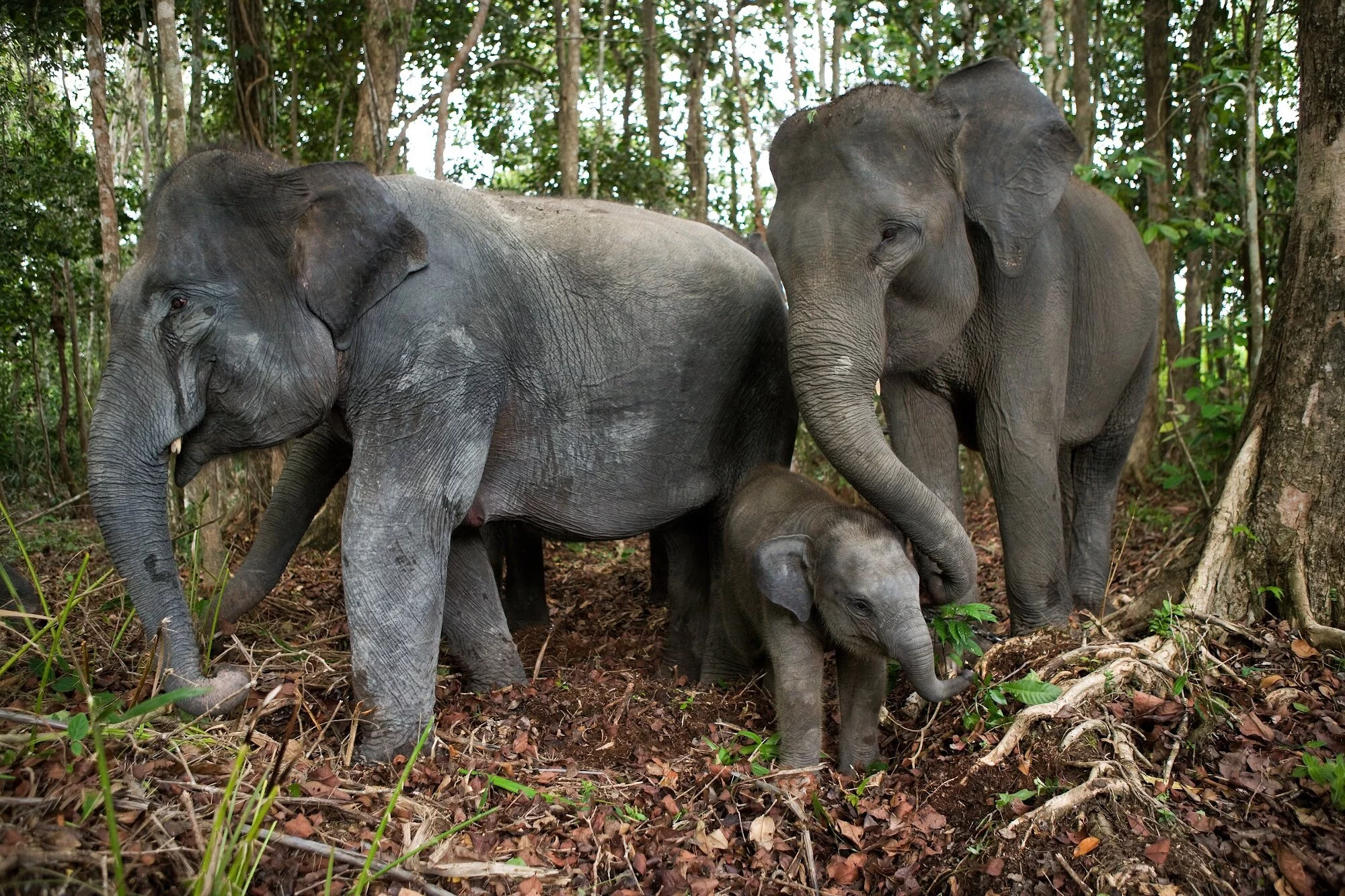 Abenteuerliches Sumatra